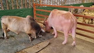 Full Pattaya Thailand Zoo tour #thailand #travelvlog #travel #animals #zoo ##animal 