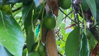 Topping Off My Oldest Avocado Tree.
