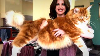 This Is The Tallest Cat In The World Domestic Long Haired Cat