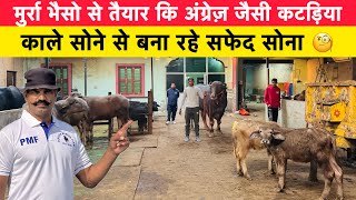 मुर्रा भैसो से तैयार कि अंग्रेज़ जैसी कटड़िया | काले सोने से बना रहे सफेद सोना | BHURA BULL GOHANA 