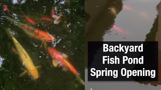 Backyard Fish Pond Spring Opening