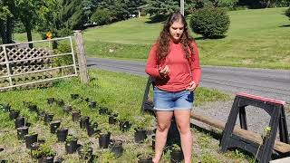 SERC Interns Explain: Conducting an Experiment During Quarantine
