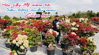 Super-blooming bougainvillea, multi-colored raspberry bougainvillea for sale... 24/02 😘📲 0898.802...