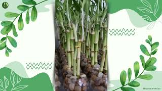 Vasinho Redondo com Dois Bambu da Sorte (Lucky Bamboo)