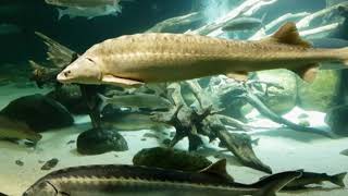 Ozeaneum Stralsund - Aquariumvideos