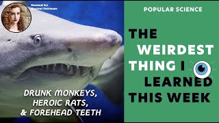 Drunk Monkeys, Heroic Rats, Forehead Teeth | PopSci's Weirdest Thing Season 9 Ep. 19