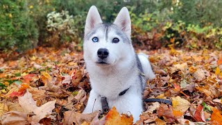 🔴 Come Hang Out With My Husky! (LIVE)