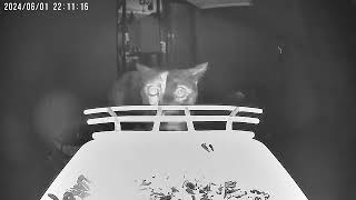 This time, the Perchme night vision smart bird feeder captured a.....😳😳😳🙀🙀🙀