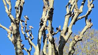 The Birds In Nice