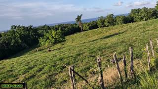 CR0CK€RY T€€TH Vs TURTLE NECK OPINION ON KIPRICH & KIZZY 