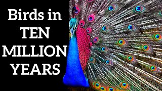 Birds in 10 Million Years - Speculative Evolution