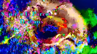 Squirrelly Parrot Dreams   HD 1080p