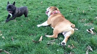 Rudy the english bulldog v Frankie the french bulldog