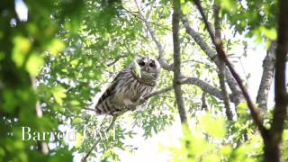 Barred Owl