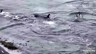 Orca Cam   live streaming video of wild Orcas   Explore org   Google Chrome 2022 07 25 16 14 45
