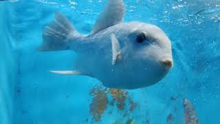 Live fish at #Coxs_Bazar