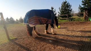 Equestrian Life on Lockdown - Day 4
