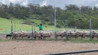 Calmsley Hill City Farm WORKING DOG KELPIE  SHOW PART4