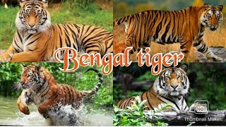 About Bengal tiger // lifestyle // habitat // size // where the live // learning around the world