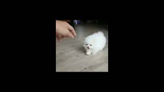 Cute little puppies doing funny amazing 20 20
