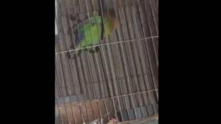 Love bird Animal Funny Video 2016 By Suhan