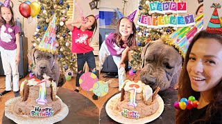 Throwing my Cane Corso a Birthday Party - You're Invited!