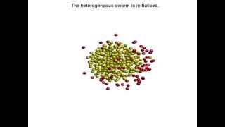 Heterogeneous swarms: Repeated cell division like behaviour.