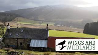 Adapting | Scottish Homestead Renovation Update | Wings And Wildlands Episode 8