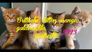 Britische Kitten rot - gold - lila und gestreift im Alter von drei Monaten 4K