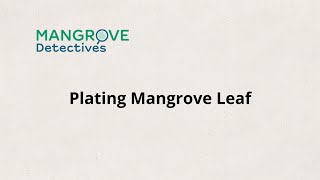 Plating Mangrove Leaf