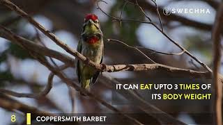 Eleven (11) Common Birds of New Delhi