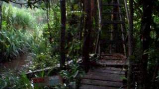 Early Morning in the Jungle of Kalimantan