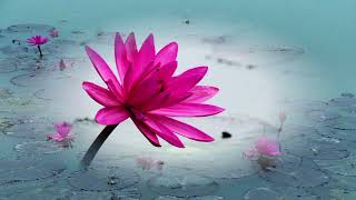 Nature flowers, water lilies, lotus flowers (1080P)