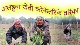 अलहुवा खेती गर्ने तरिका #How to cultivate Alhua #alahuwa kese kiyajatahe #Alahuwa kese hotahe