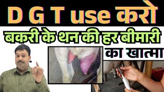 Use DGT to cure all diseases of goat's udder 👍 Treatment of goat's udder