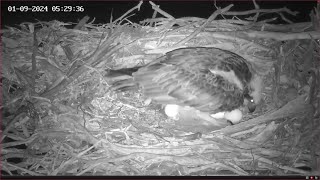 Third Egg of 2024 at Port Lincoln Osprey | 01-09-2024