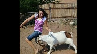 Funny Goat Video 2017 | World Wide Videos|