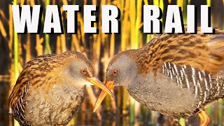 WATER RAIL birds during breeding season