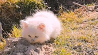 Cute😍kitten😺walking🐈in village🌾|MoazamVibes