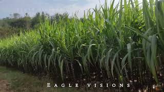 Village farmers status Tamil