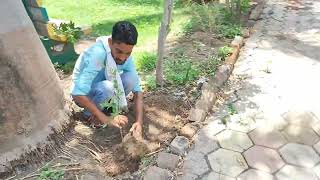 विश्व पर्यावरण दिवस के अवसर पर वार्ड 27 में स्थित राजमाता उद्यान में पौधा रोपण किया गया