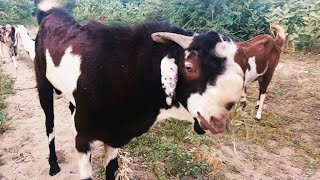 Goat🐐trying to breed female goat |  #tharparkarbeautifulmanzer #goat