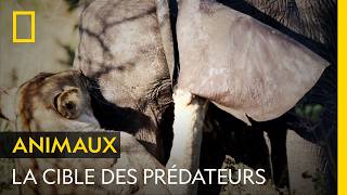 Malgré leur taille imposante, les éléphants restent la cible des prédateurs
