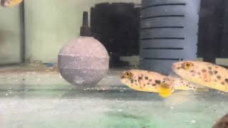 Sims Tropical Fish Spotted Congo Pufferfish