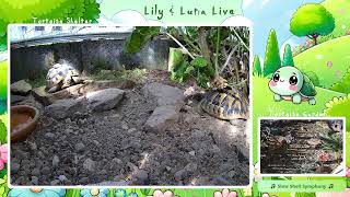 Slow and steady 🐢 Relax | Turtles | Music | Chill