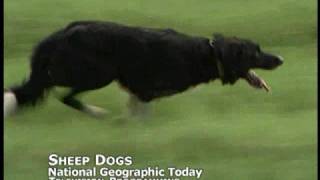 Tweedee Productions Demo Reel