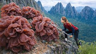 Harvesting Giant Wild Wood Ear Mushrooms on Cliffs, Rare Once-a-Year Forest Treasure Found