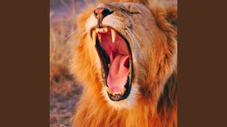 Tiger Sound