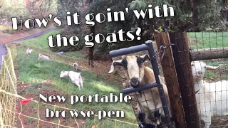 An Update on the Goats & Their New Portable Browsing Pen || Premier 1 Electric Fence | Raising Goats
