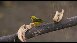 Silver-throated Tanager Bullied by a Blue-gray Tanager